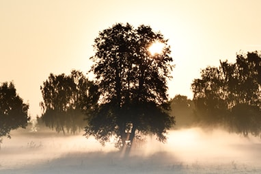 Arbre Commémoratif de la famille